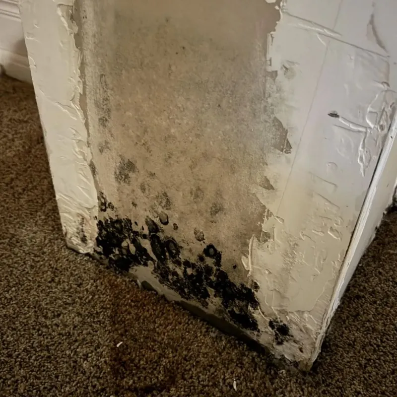 Professional Mold Removal in Taloga, OK